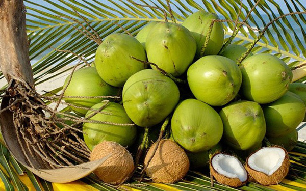 xuất khẩu dừa sang trung quốc